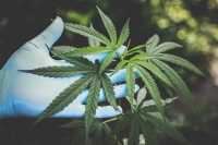 cannabis medical marijuana