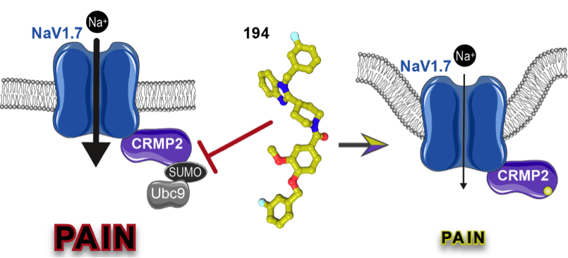 Caption: Compound 194 uncouples the interaction between CRMP2 and the E2 SUMO-conjugating enzyme Ubc9 to prevent CRMP2 SUMOylation and reduce NaV1.7 cell-surface localization. This reduces sodium currents to alleviate pain. Credits: Samantha Perez-Miller, Rajesh Khanna